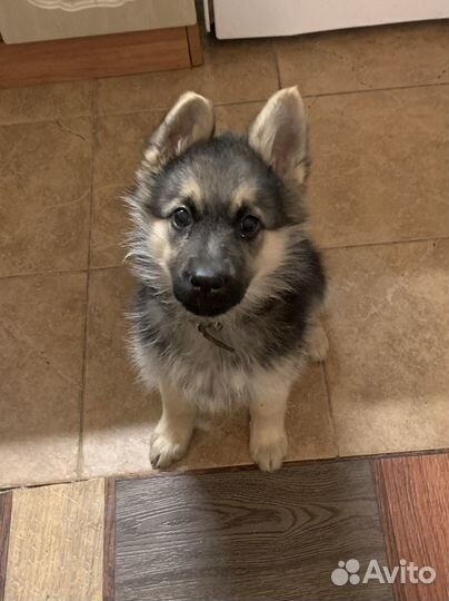 Немецкая овчарка