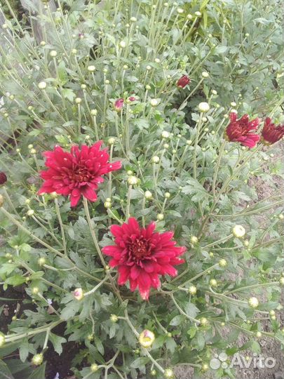 Хризантема