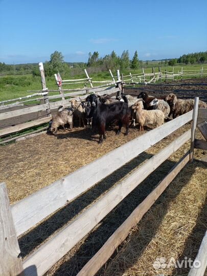 Козы, козёл на племя