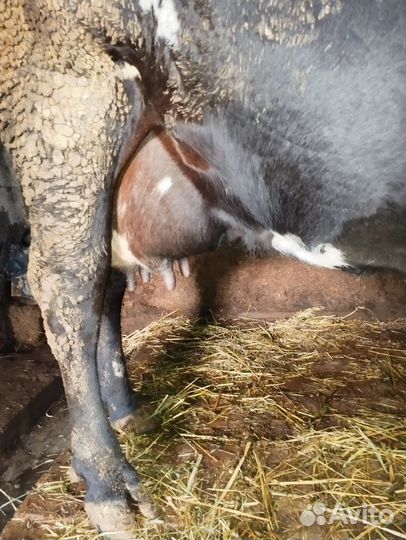 Продается дойная корова