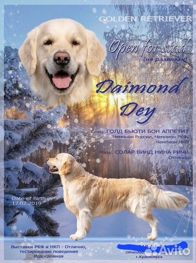 Золотистый ретривер вязка