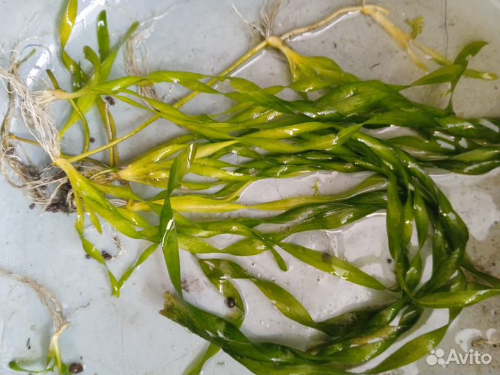 Аквариумное растение