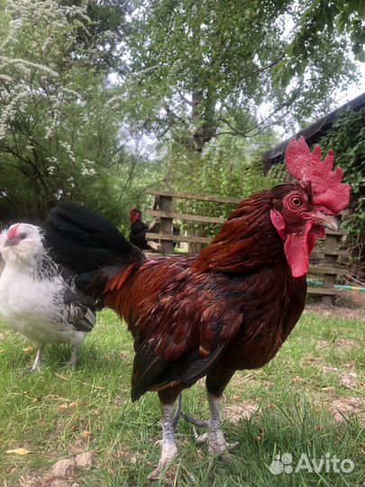 Петушки, цыплята Бентамки, Антверпенская бородатая