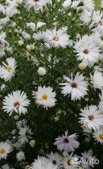 Октябрины белые