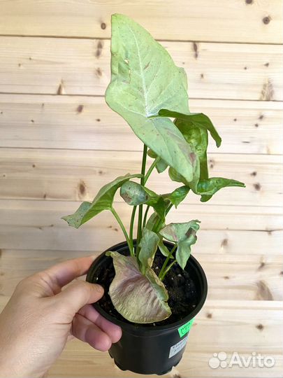 Сингониумы