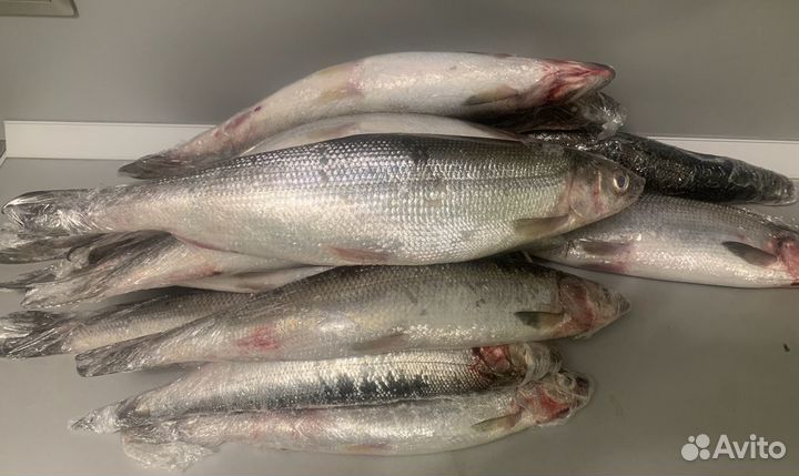 Омуль свежемороженый отборный