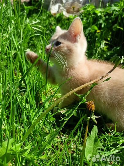 Отдам в добрые руки