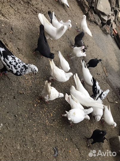 Продаются голуби