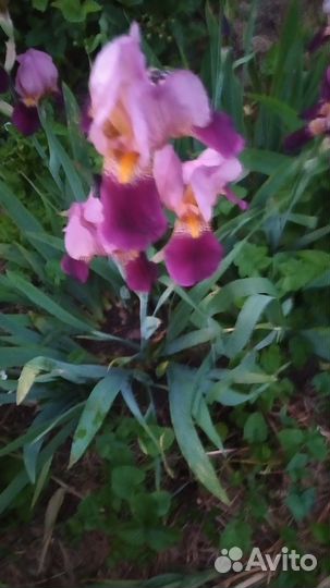 Ирисы бородатые сортовые