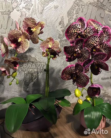 Орхидеи интерьерные