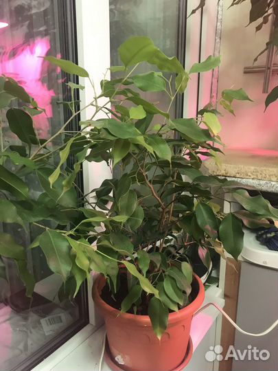 Комнатные растения цветы