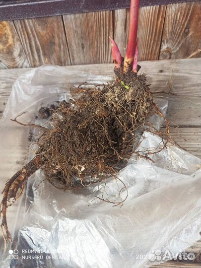 Уклоняющийся пион