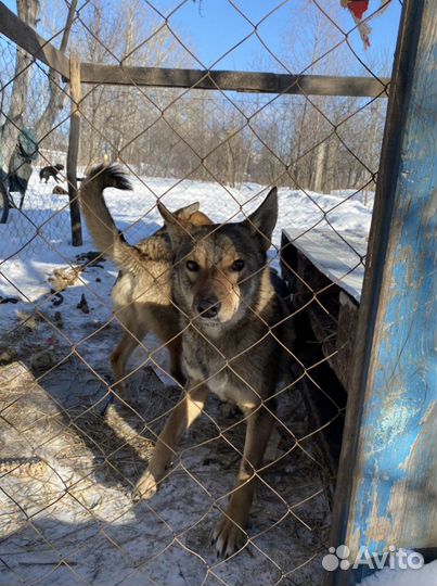 Собаки охранницы стерилизованные