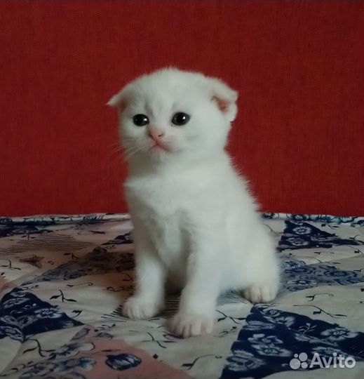 Шотландские вислоухие котята