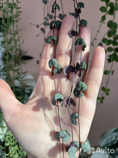 Церопегия Вуда (срезы)