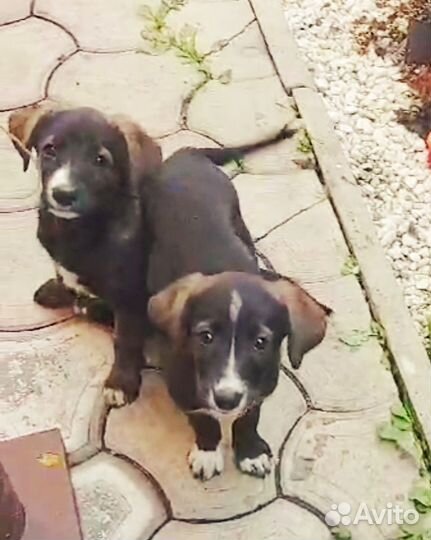 Щенки ищут дом