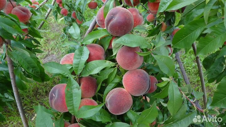 Саженцы персика