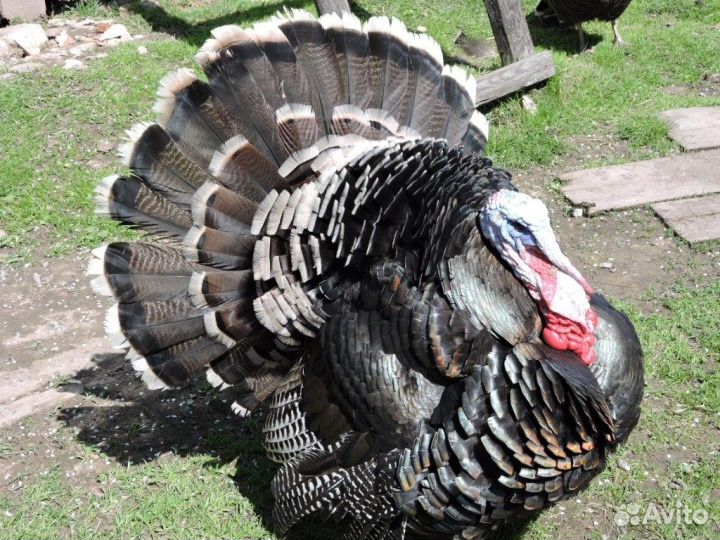 Индюшата Биг-6, Хайбрид, Белые Широк