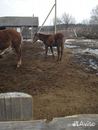 Продам лошадь