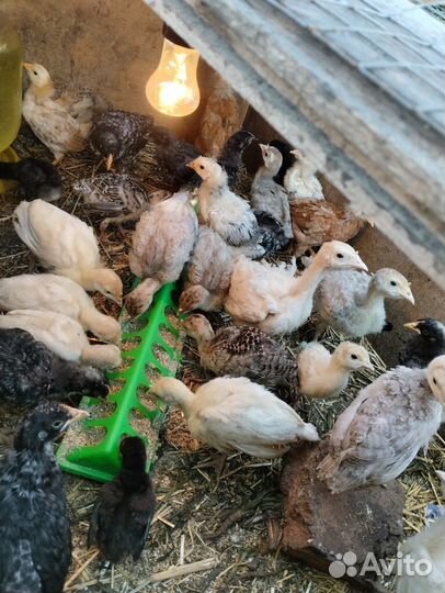 Индюшата домашние