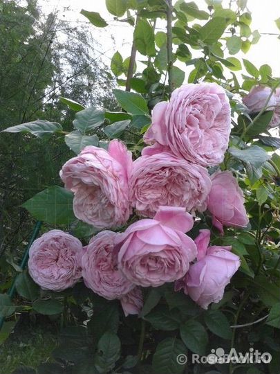 Саженцы Роз Spirit of Freedom/спИрит оф фрИдом