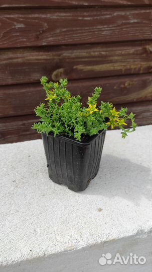 Седум едкий Sedum akre