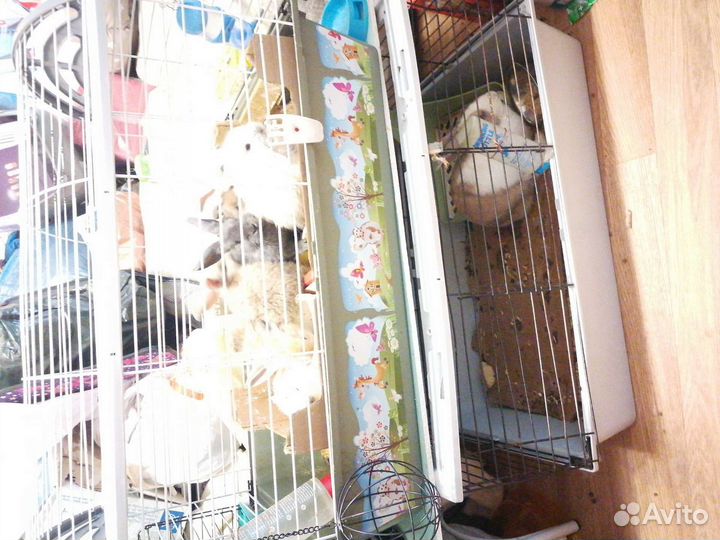 Клетка для грызунов бу