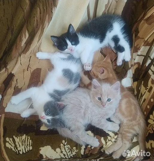 Котята в добрые руки бесплатно