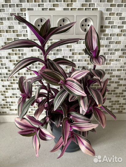 Традесканция (разные сортовые разновидности)