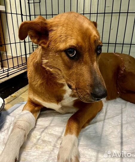 Собака в добрые руки