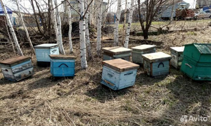 Улей для пчёл (дадан)