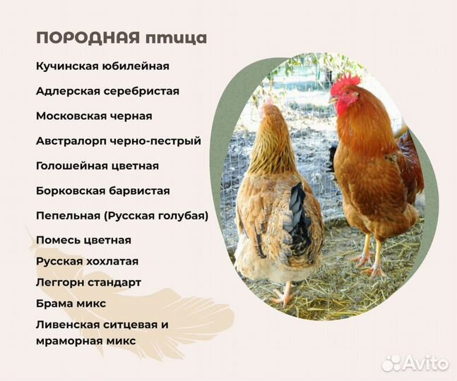 Инкубационное яйцо породных кур
