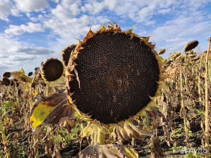 Семена Подсолнечника гибрид