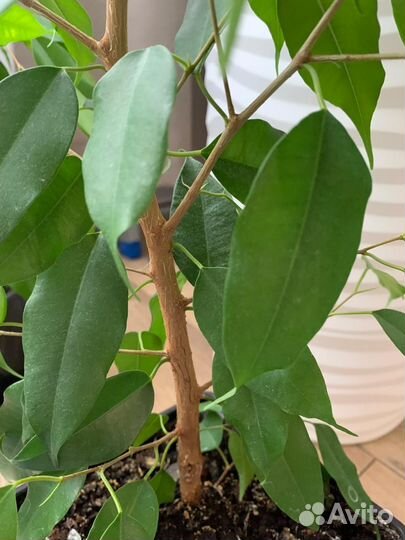 Фикус бенджамина