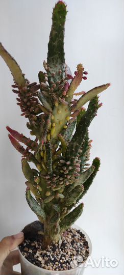 Опунция вариегатная