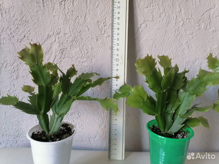 Декабрист белый сорт Малисса