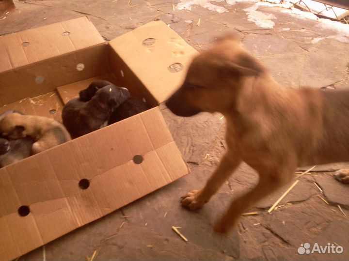 Отдам бесплатно в добрые руки щенков