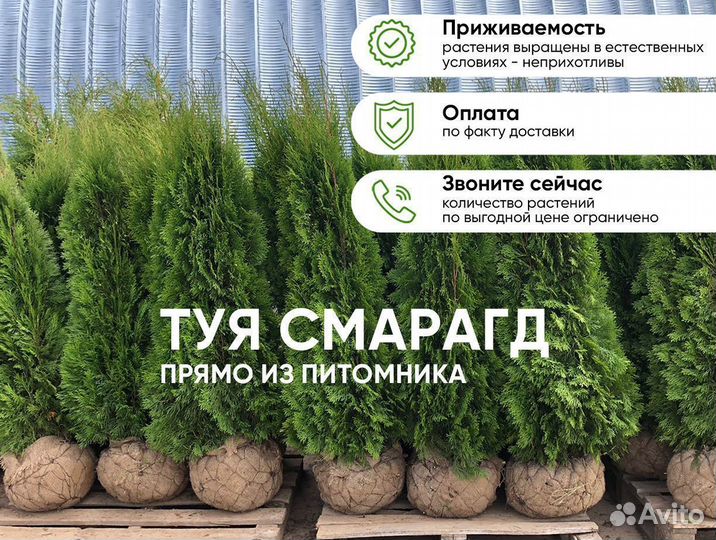 Туя Смарагд 1,3м - оптом