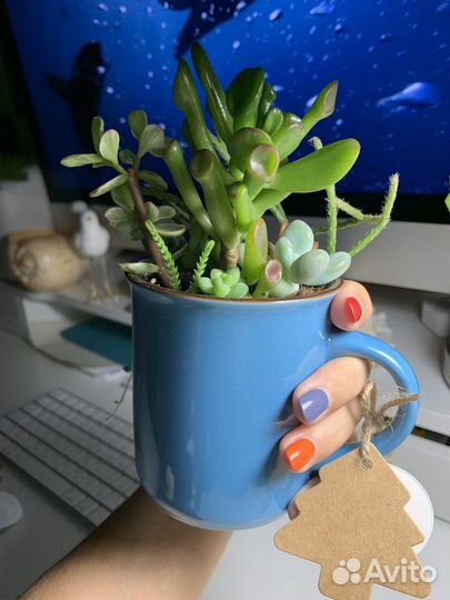 Мини-садик суккулентов