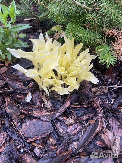 Многолетники для сада цветы