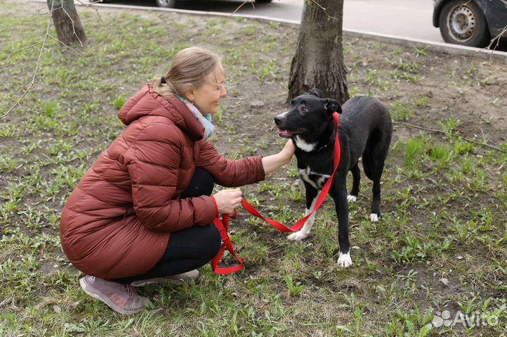 Собака в добрые руки