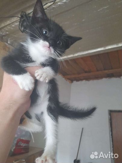 Котята в добрые руки бесплатно