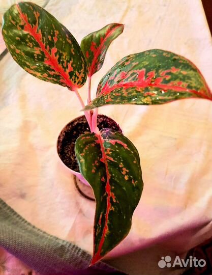 Фикусы сортовые