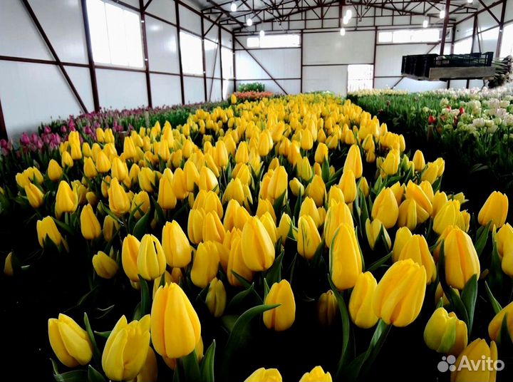 Тюльпаны оптом