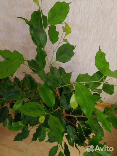 Фикус Голден Моник (взрослое растение)