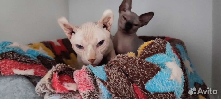 Сфинкс эльф вязка