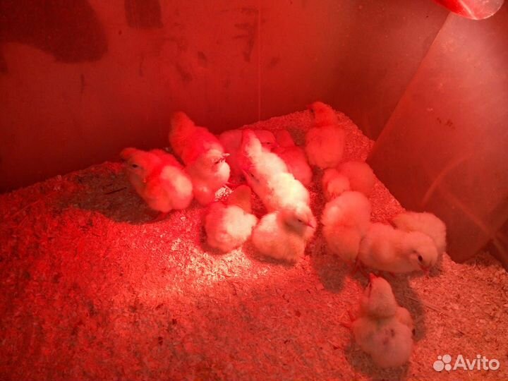 Суточные утята, гусята и молодняк-курица,петухи