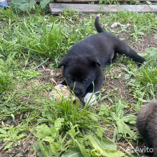 Отдам щенка в добрые руки помесь овчарки и алабая