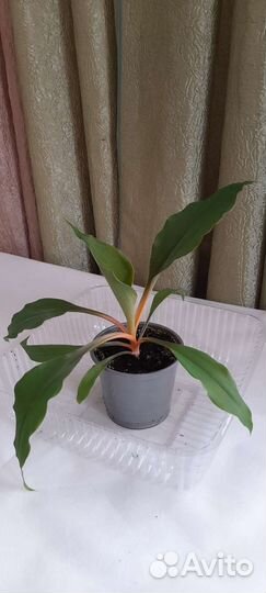 Хлорофитум оранж