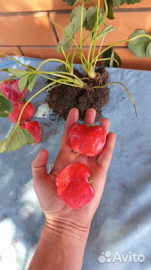 Рассада клубники Азия и Альба (Репродукция - 1)